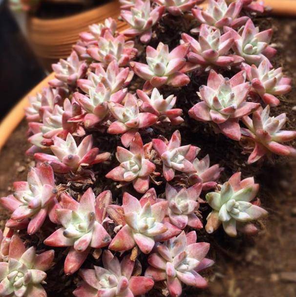 手把手教你养多肉白菊 了解掌握4个要点 一次爆出个芽 养护