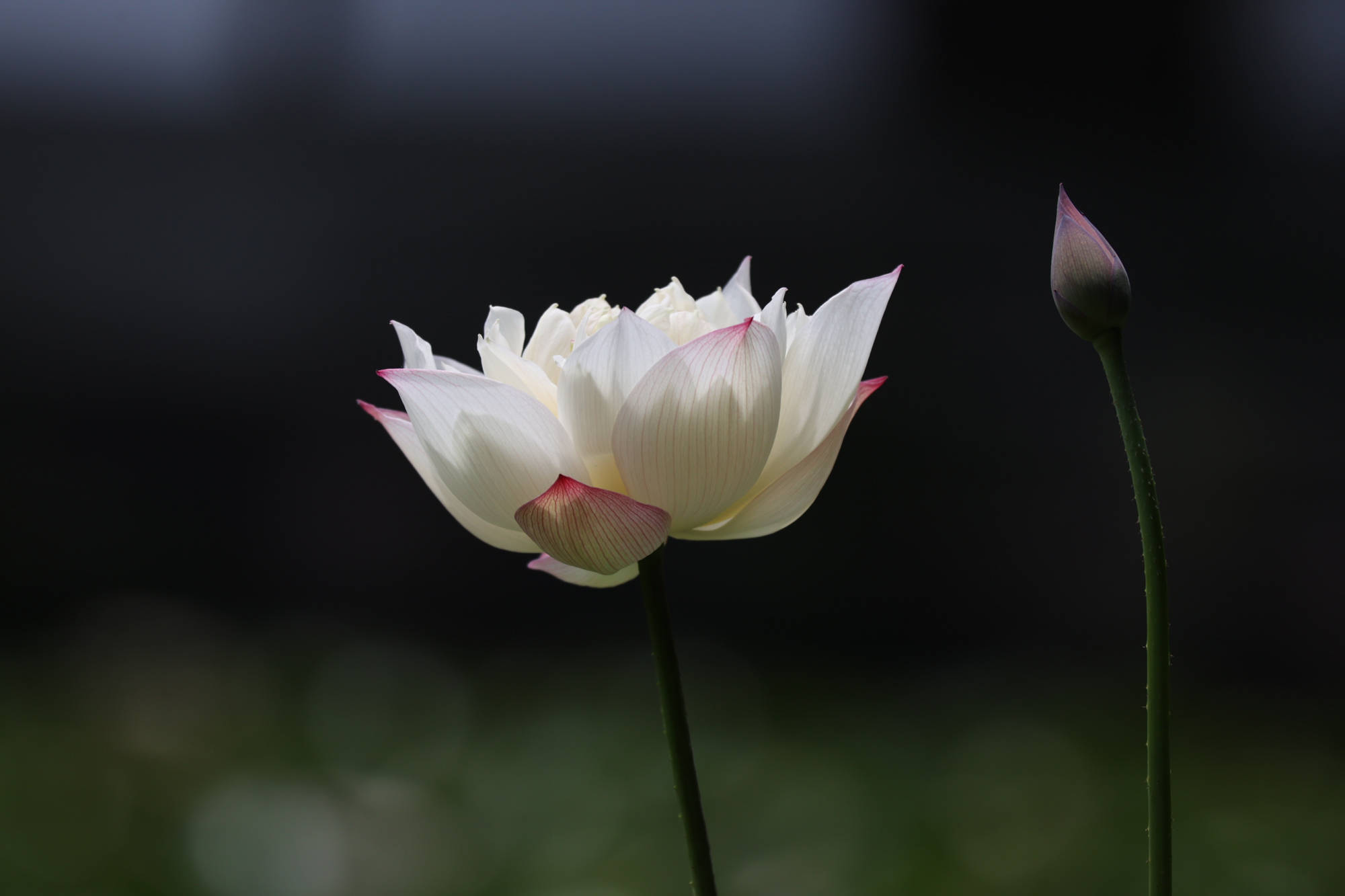 古代|为什么白居易喜欢写荷花？西湖荷花和白居易有什么关系