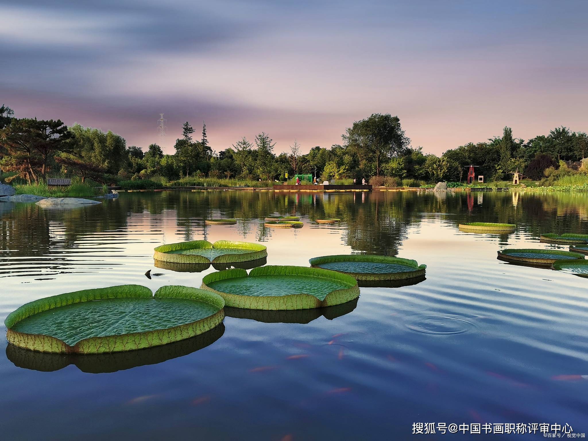 侯树辰|王 莲-侯树辰诗选