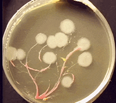 糕点蛋糕抽检菌落总数总是超标的原因分析和如何解决超标_奥克泰士