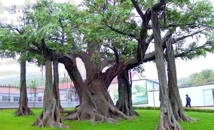 仿真榕树的搭配方法与种类设计都有哪些?