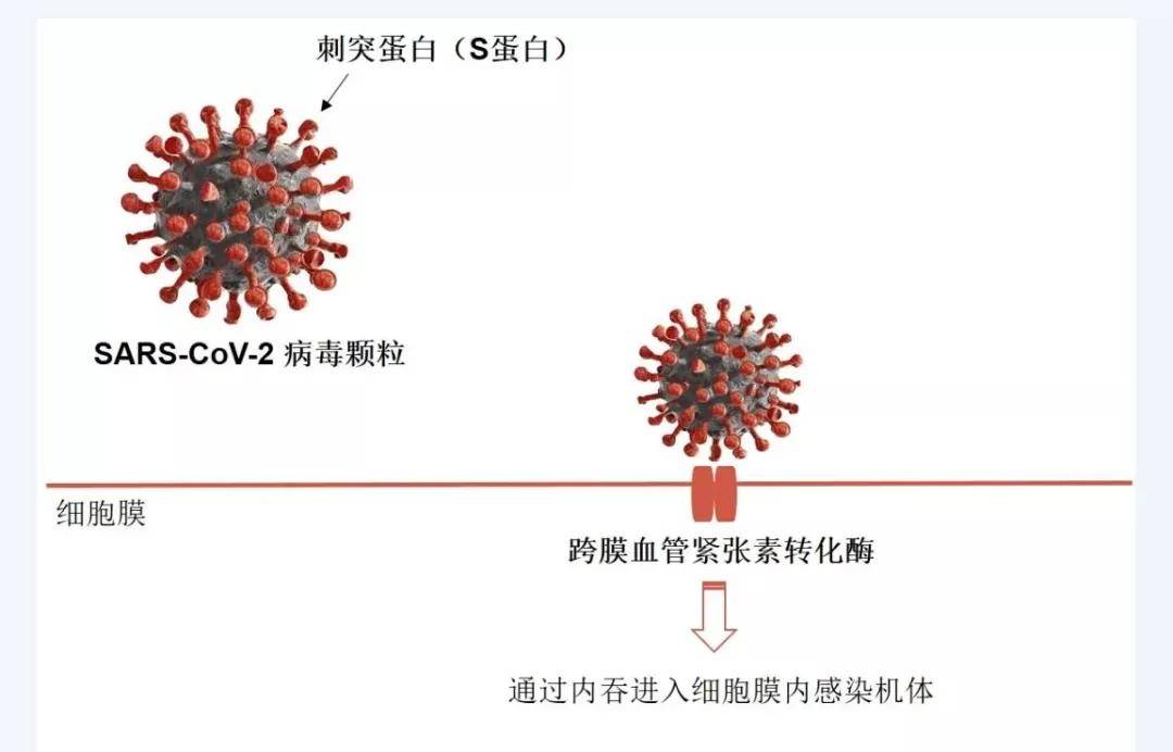 当病毒找到宿主细胞时,狡猾的病毒会借助刺突糖蛋白(s蛋白)识别宿主细