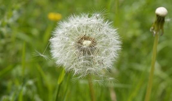 婆婆丁是哪种蒲公英 4d0c68d61376408c83d1ee6a9a0ff435.jpeg