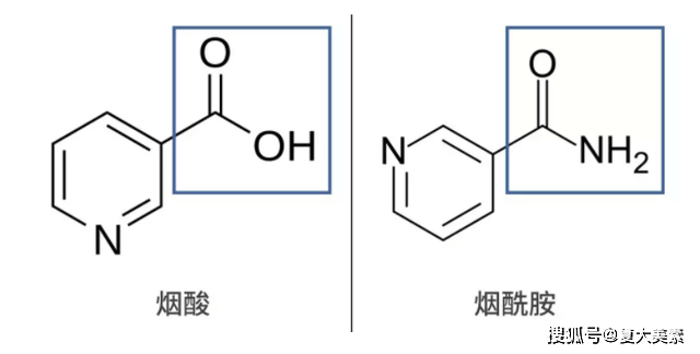 功效|复大美素：“烟酰胺”美白真相揭秘！用对了才能白到发光