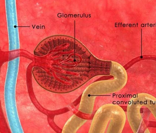 肾脏|肾病停药的标准是什么?稳住1点管好2方面,多数人可停药