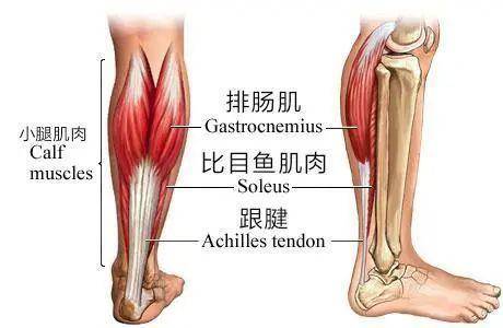 小腿肌肉图片