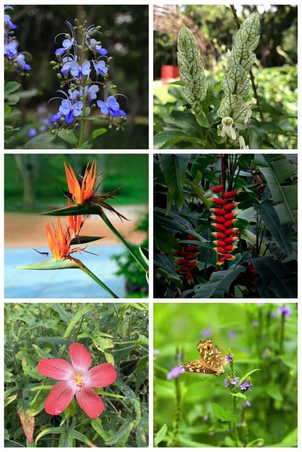 深圳笔架山公园趣味植物迷你花园建成,等你来!