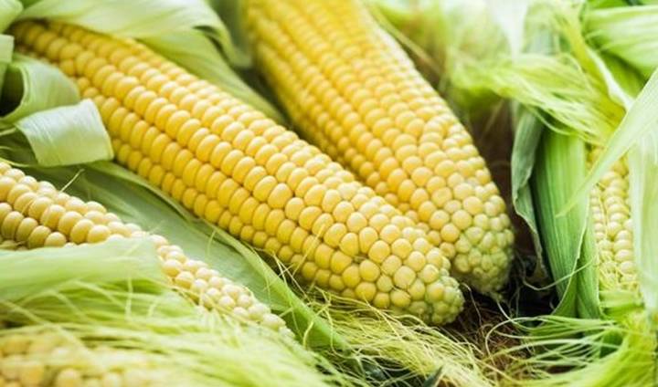 糯玉米长胖吗 adfce2b5a2da4e9b9d51a8828265db3d.jpeg