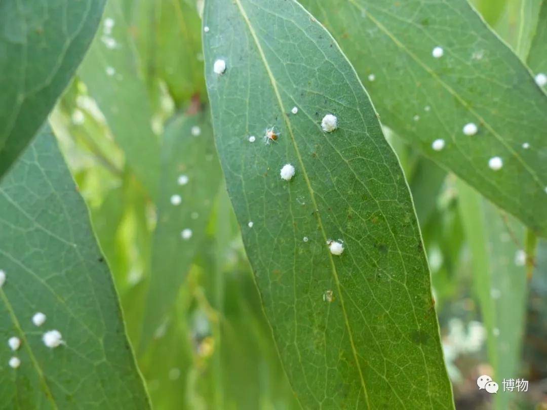 叶子上的白色小圆球,就是木虱甜甜的分泌物生物学家loyn richard认为