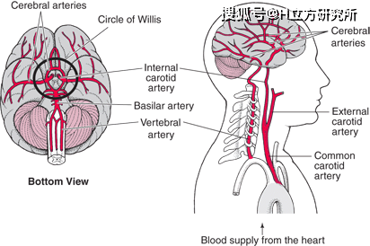 Stroke|科学预防脑卒中(俗称中风),这一篇就够了!(推荐收藏)