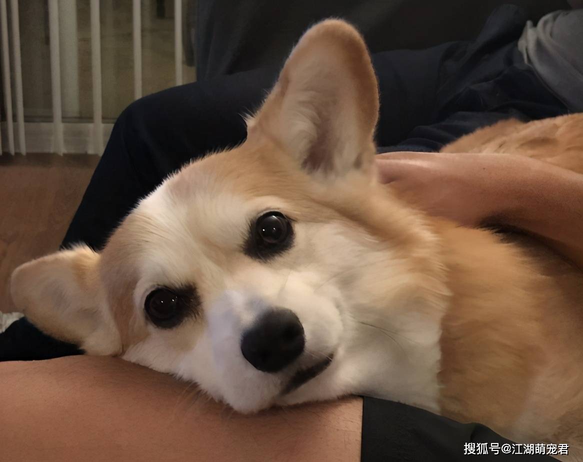 屏蔽物|柯基有这些表现，说明它害怕、怂了