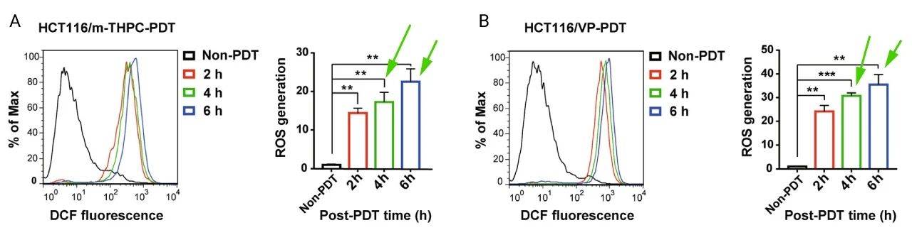 35 μm verteporfin 处理,流式细胞术检测 ros 水平[1]