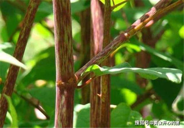 因为|它在国内的名气很大，国外却臭名昭著，80后把它当做零食来吃