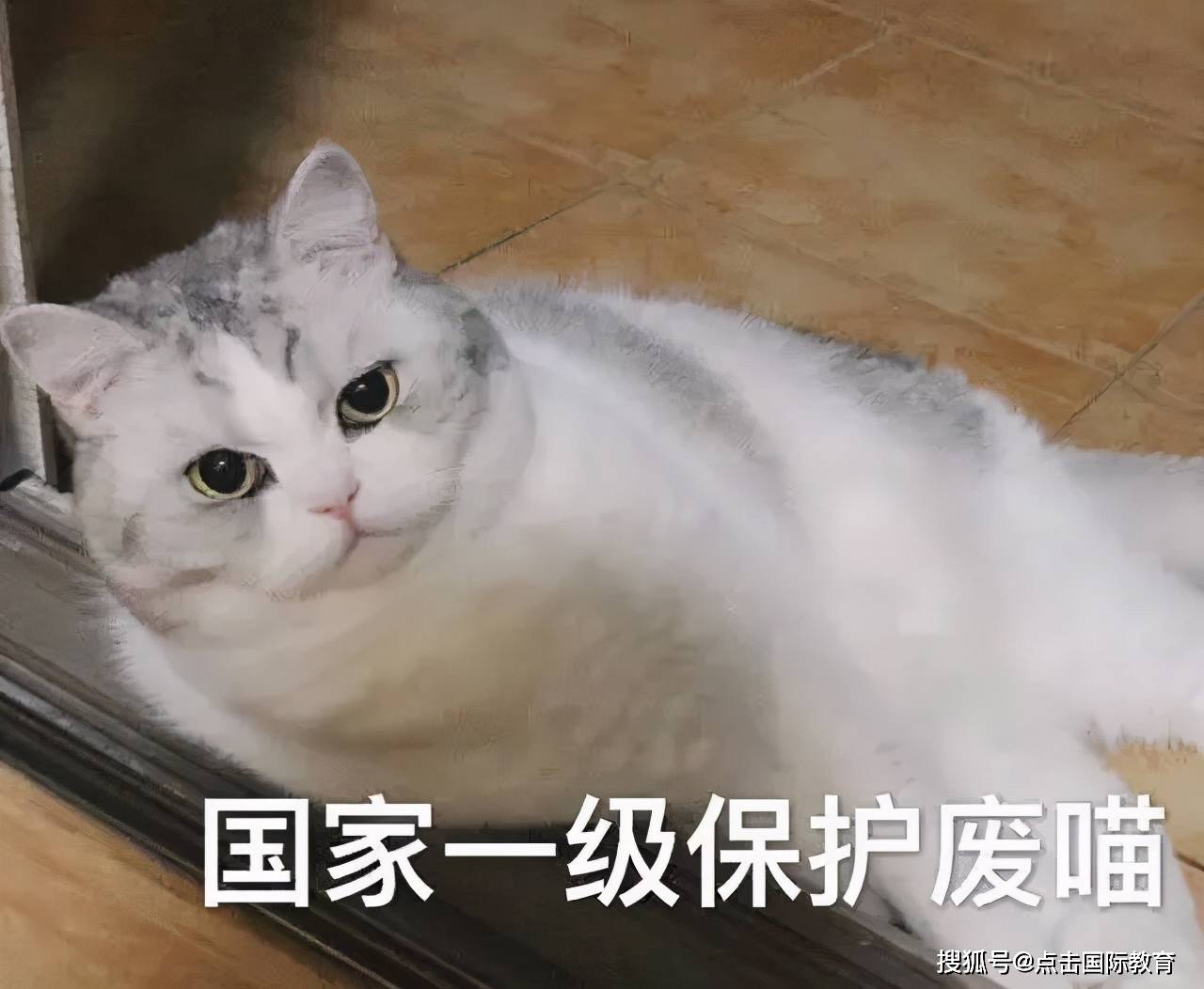 猫咪怎么才能不乱叫 30cee43741444716923657d4c948c235.jpeg