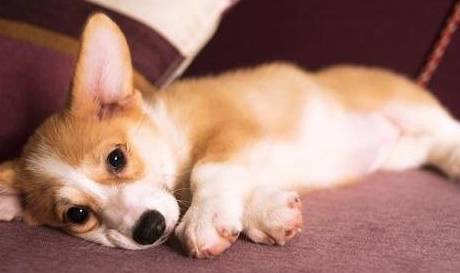 因为|柯基犬价格多少钱一只?你是不是被坑了?