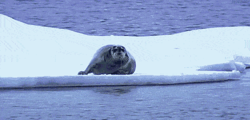 500_240gif 动态图 动图