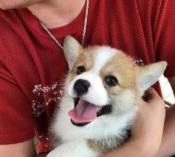 因为|柯基犬价格多少钱一只?你是不是被坑了?