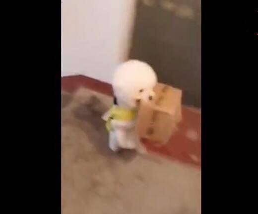 狗狗幫主人拿快遞上樓，雙腳快速奔跑，就像小孩子似的！ 萌趣萌寵 第3张