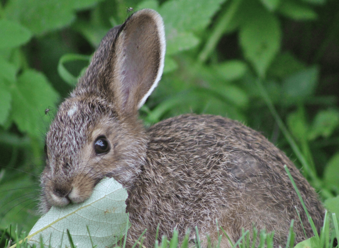 人间沼泽暴躁的兔子图片