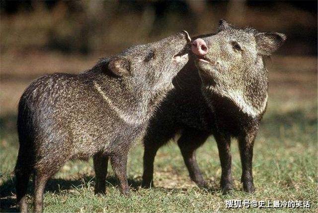 南美原始雨林生活一野生动物，长得像猪但不是猪，身上能分泌麝香