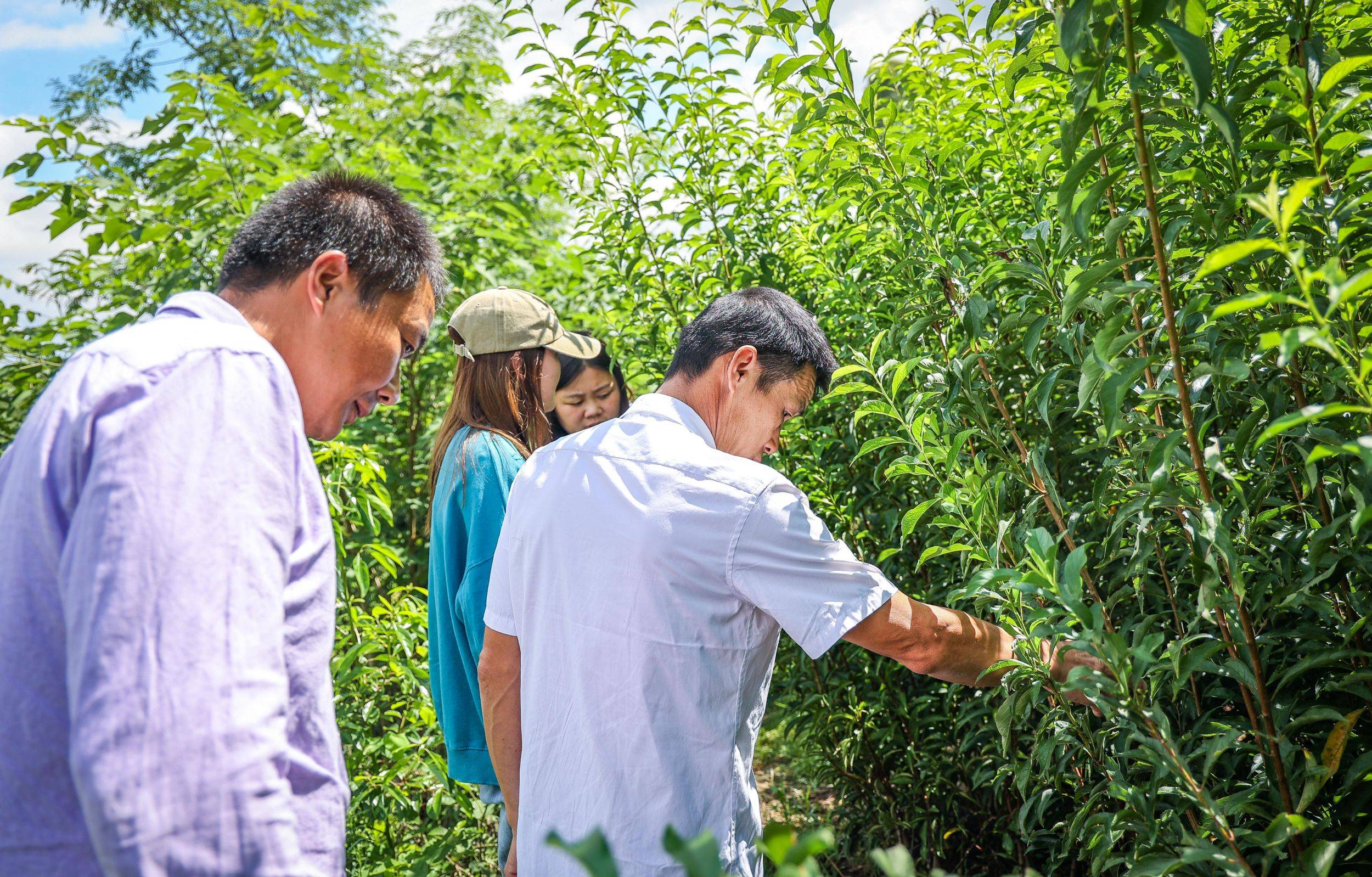 种植李子树苗的技术