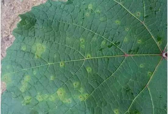 葡萄叶片发黄最全解释!一定要找准原因然后对症下药