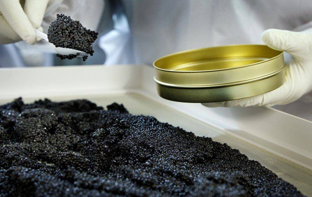 鲟味之旅并不是所有鱼子都能制成鱼子酱