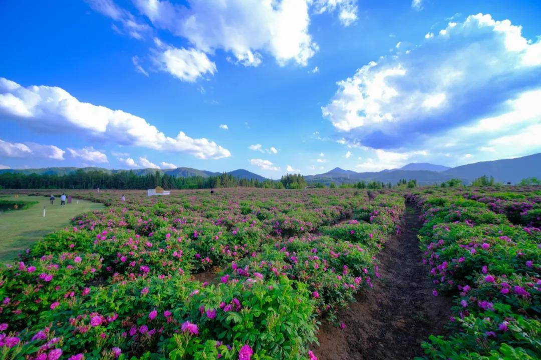 的花海|【国家AAAA级景区】腾冲原乡栖花岭景区