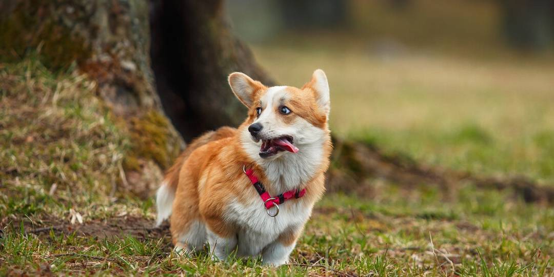 指令|养“柯基”能有多少快乐，看完这篇文章，你无力反驳