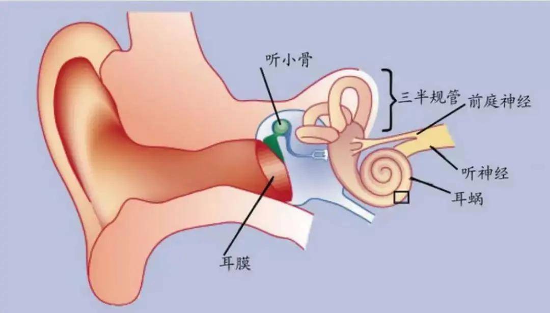 方向|只闻其声不解其意?耳鸣？切莫忽视听神经瘤的可能！