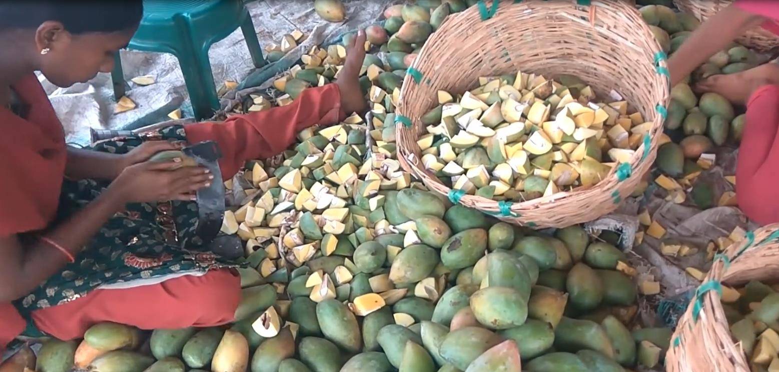 印度少女切芒果，这手速切上千斤芒果不成问题，但不怕割到手吗？