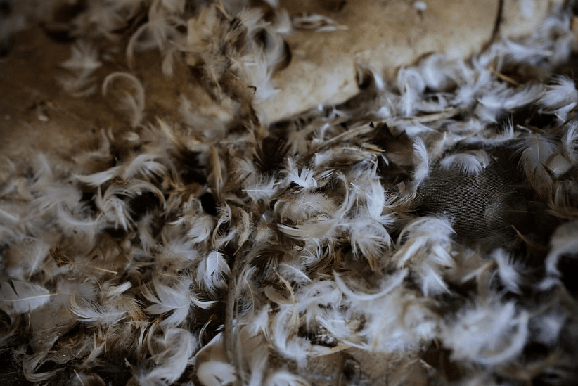 冬天很冷那清朝乞丐是怎么过冬的靠鸡毛房活了下来