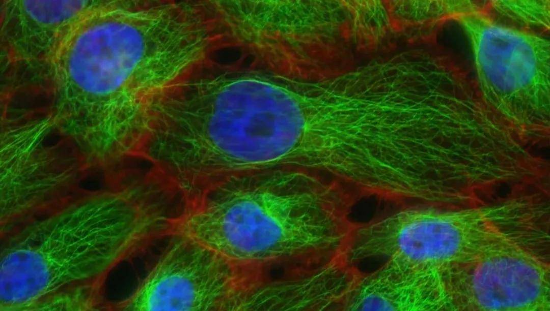 病毒|免疫细胞存储有多重要?看看它与人类健康的8大关系!