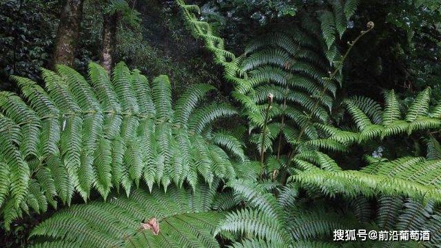 植物|葡萄酒常见植物香气分类图鉴七,大自然植物香气的特点和品鉴方法