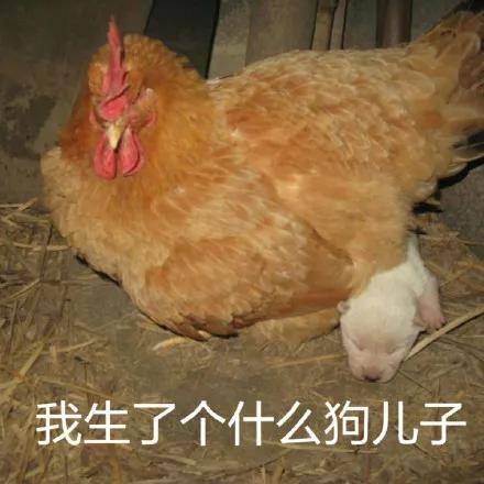 鸡娃不如鸡自己