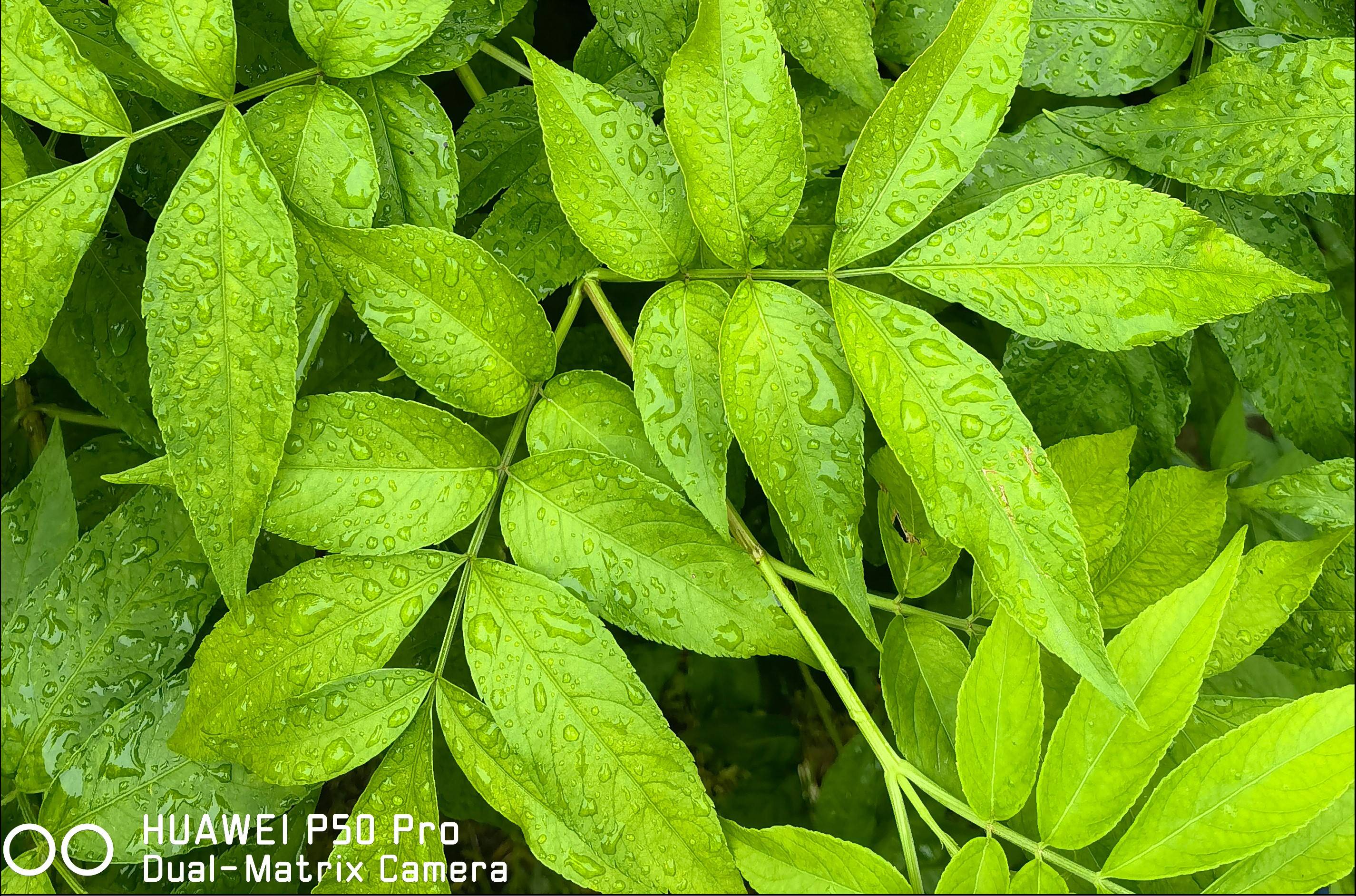 影像|拍了2000张照片，来看今年的影像旗舰华为P50 Pro的拍照能力有多强?