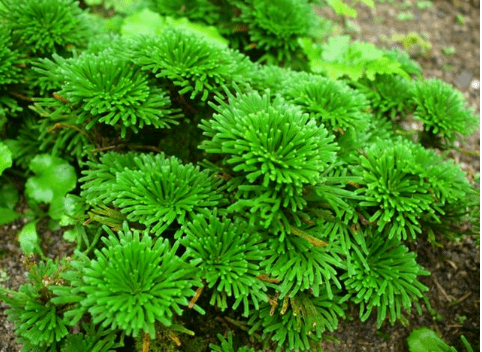 卷柏 现实中的 不死草 晒干后遇水又复活 如今成盆栽新宠 植物