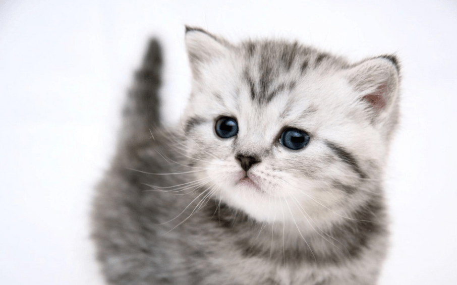 怎么看小猫 6f99c1b8052a491d8976de2ee61cd605.png