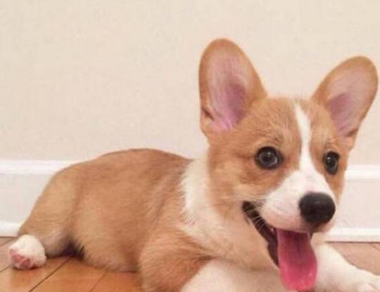 肠胃|想要养柯基犬？这6点你必须要接受，不然你会后悔的