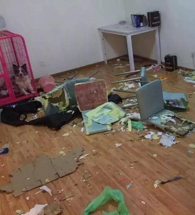 方法|宠主出差柯基死皮赖脸要跟着去，被宠主拒绝之后这报复有点幽默了