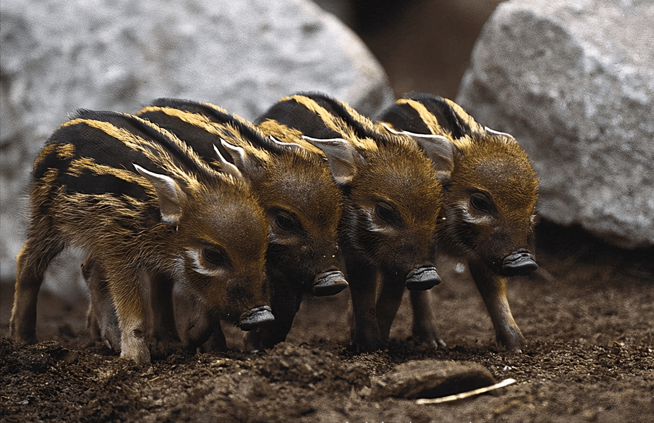 非洲红河猪已泛滥成灾寿命长繁殖力强可以考虑引进中国了