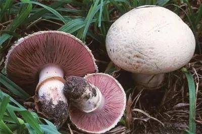 链接 银川常见野生蘑菇 野生四包菇