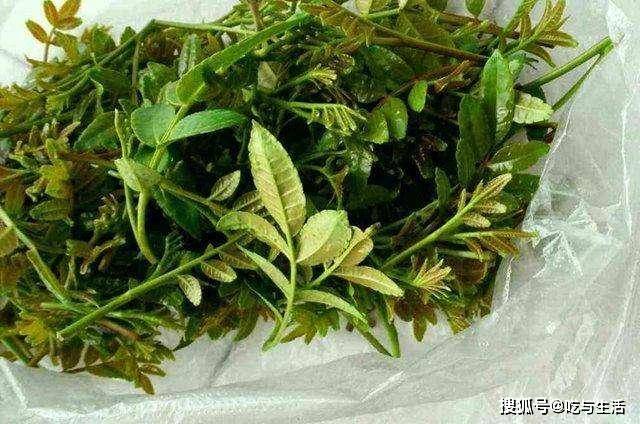 婆婆丁野菜能吃吗 838f3dca5a1e414385c26599aa2dfb0f.jpeg