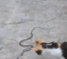盖一次|同样是腿受伤的猫，一只在家治一只兽医治，结局都让人笑出猪叫声