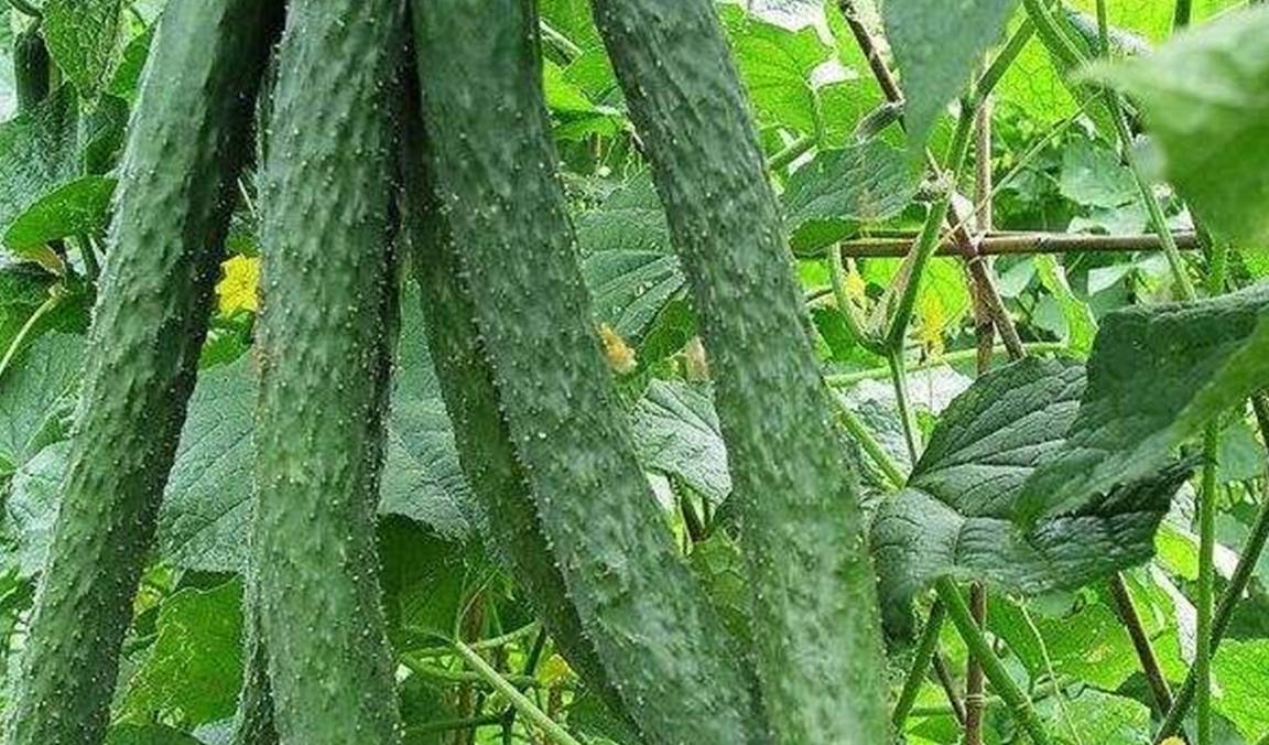 的作用|食物胰岛素，糖尿病的“敌人”，经常吃一点，帮你赶走糖尿病