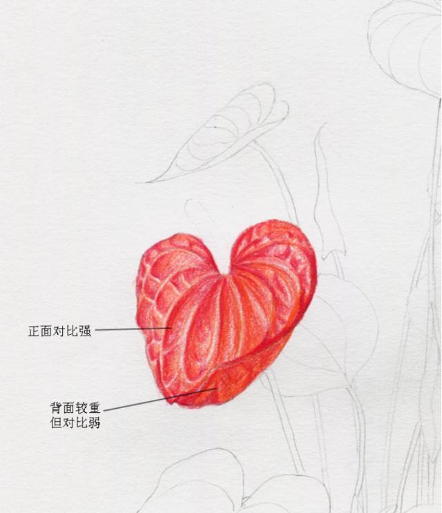 叶子|教你画彩铅花卉红掌