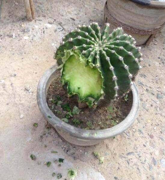 懟天懟地的哈士奇，今天懟到了這個東西，不得不繳械投降 萌趣萌寵 第2张