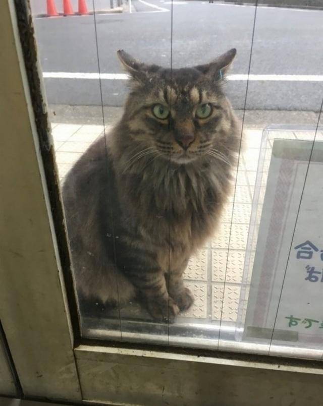 這只流浪貓常出現在店門口，臉色超凶地擋住顧客，其中的原因感人 萌趣萌寵 第3张