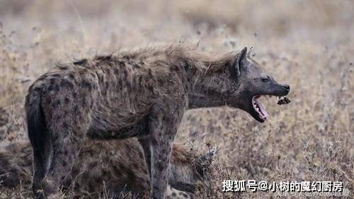 非洲有多少野生鬣狗 c8e15c93b74b4f048c731db8b2539367.jpeg