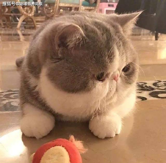 因为|养加菲铲屎官后悔了吗？这种可爱到膨胀的猫咪，为啥养起来这么难